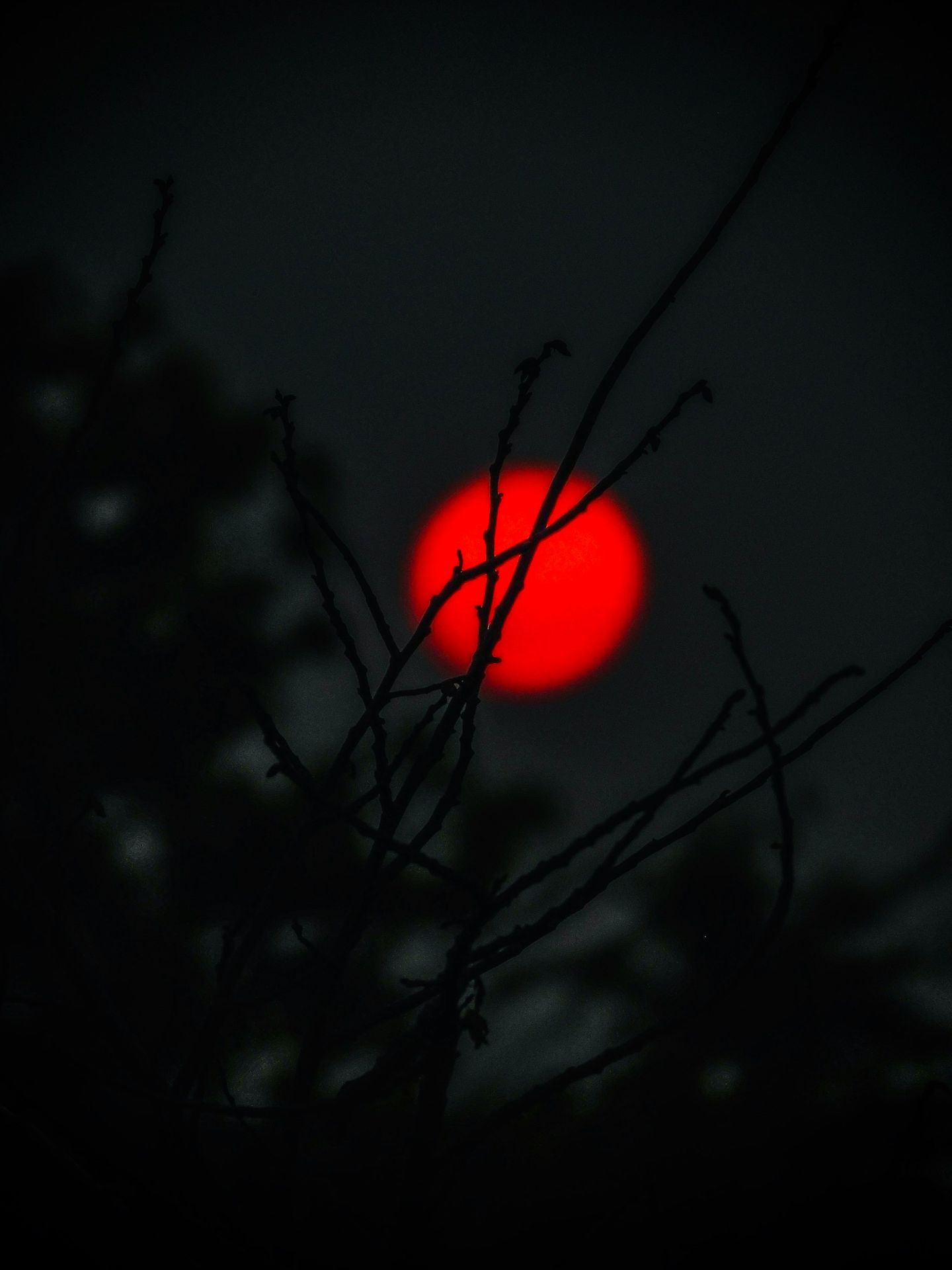 red round ball on tree branch